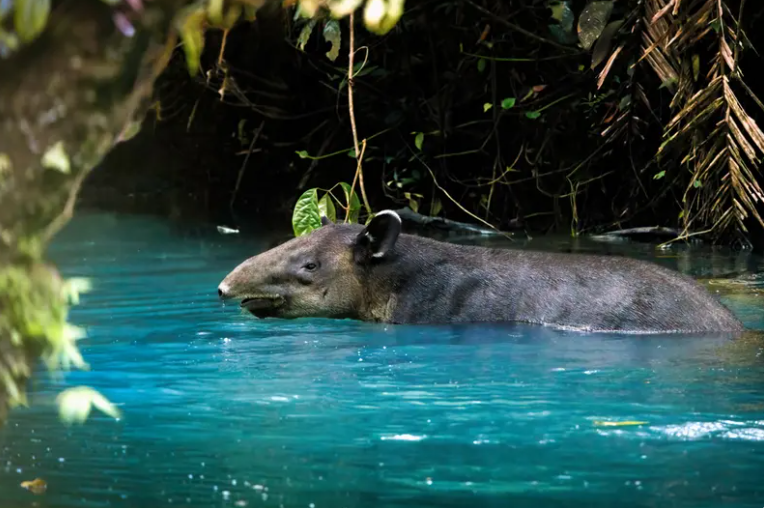 Costa Rica Special – Small Group Tour - Image 6