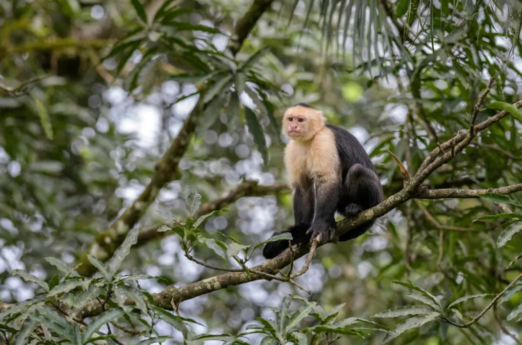 Costa Rica Special – Small Group Tour - Image 7