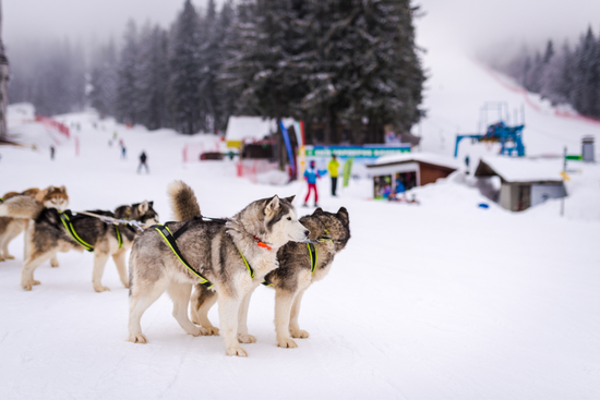EASTER FUN ON THE BULGARIA SKI SLOPES! - Image 8