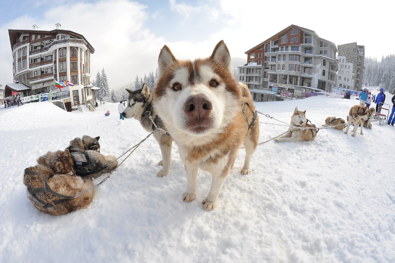 The BIG Ski Week 2027 - Image 4