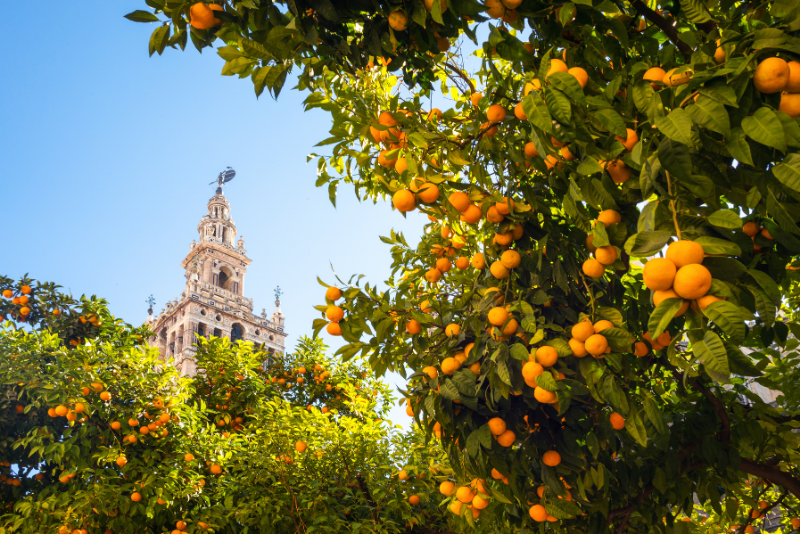 MEDITERRANEAN SPAIN & PORTUGAL CRUISE - Image 7
