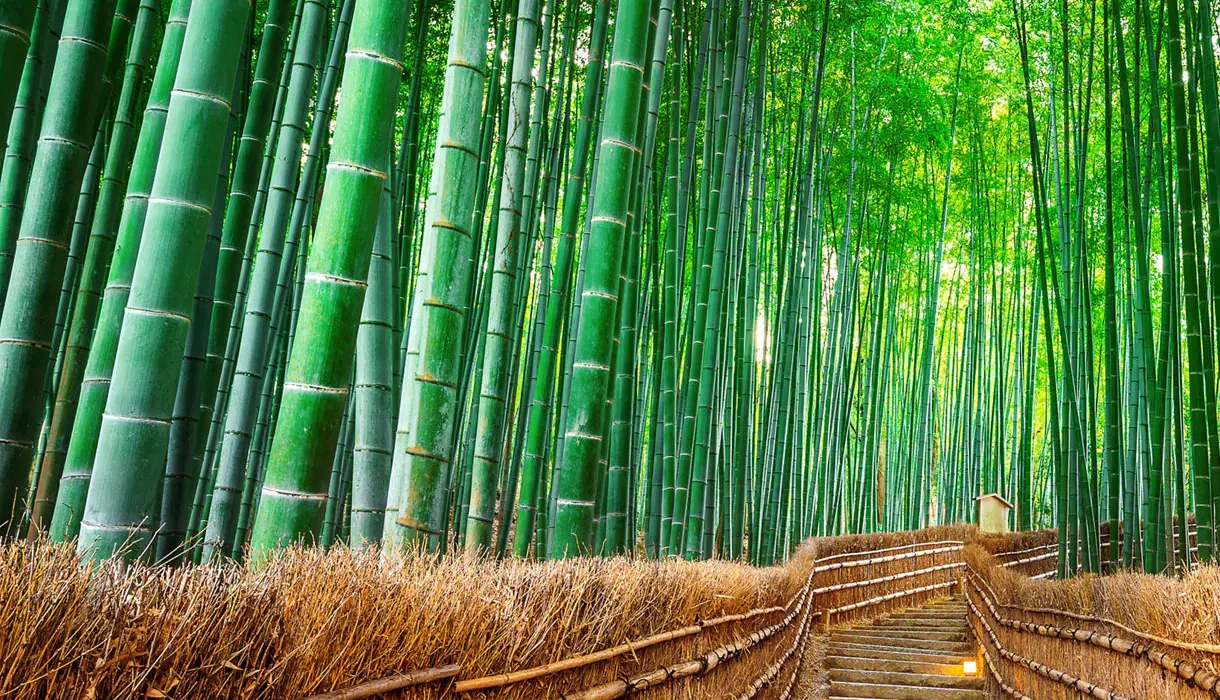 Wonders of Japan by Land & Sea – NInja Exclusive Price - Image 9