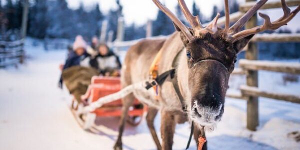 BUCKET LIST Family Lapland Experience