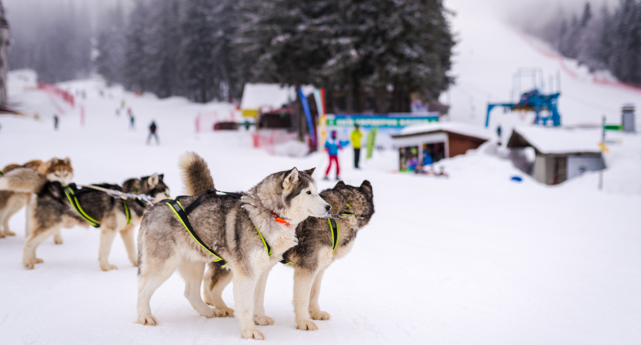PAMPOROVO, BULGARIA MEGA DEAL - Image 2