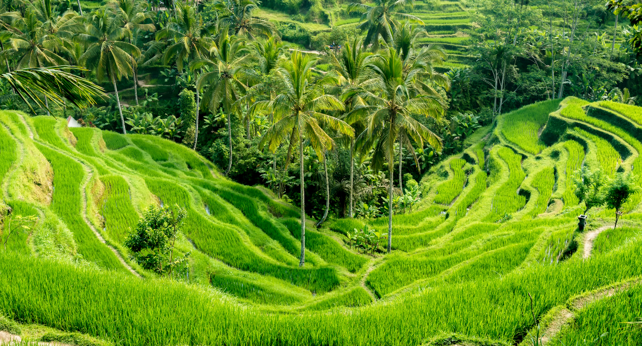 Bali Multi Centre October 2027 - Image 2