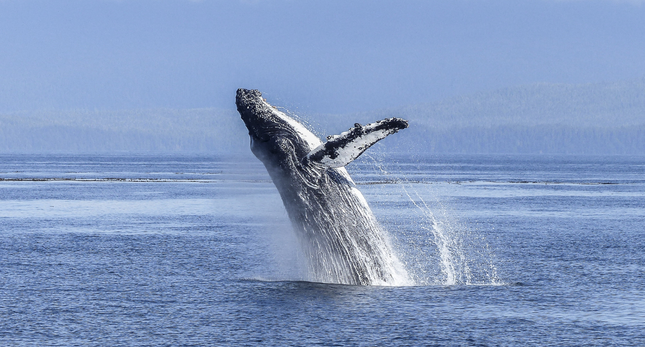 Seattle Stay & Alaska cruise on board NCL Bliss - Image 6