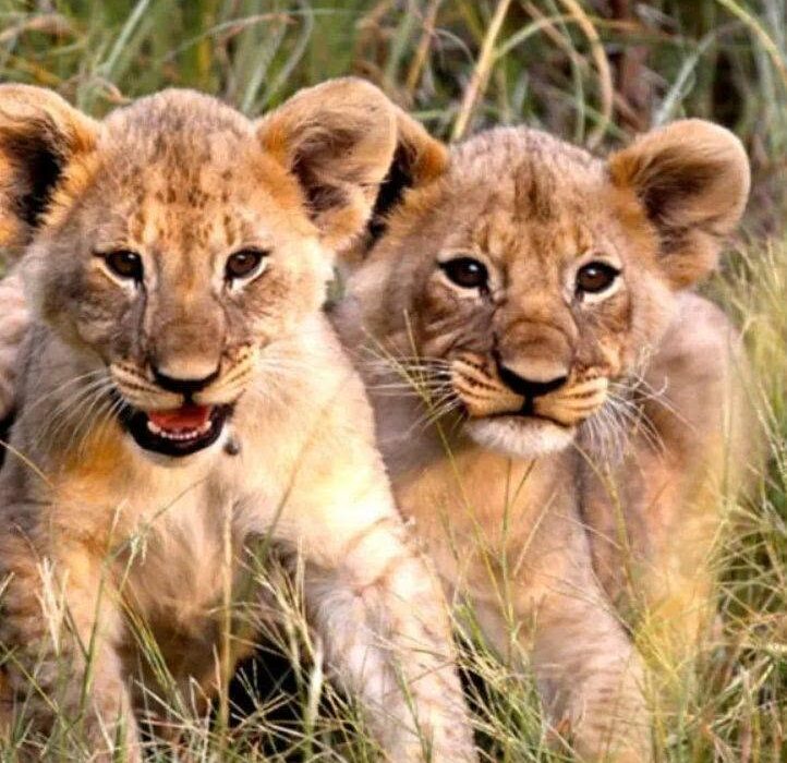 BUCKET LIST ….. On Safari in South Africa - Image 8