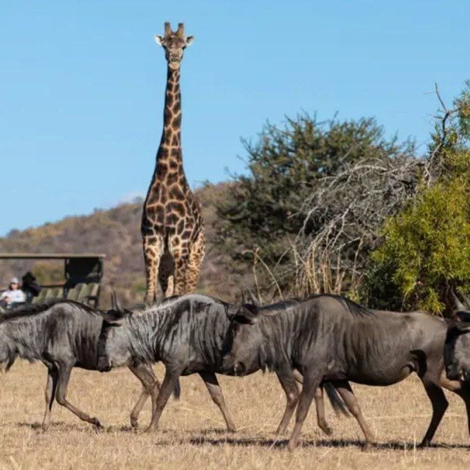 BUCKET LIST ….. On Safari in South Africa - Image 6