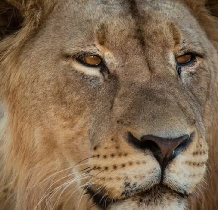 BUCKET LIST ….. On Safari in South Africa - Image 4