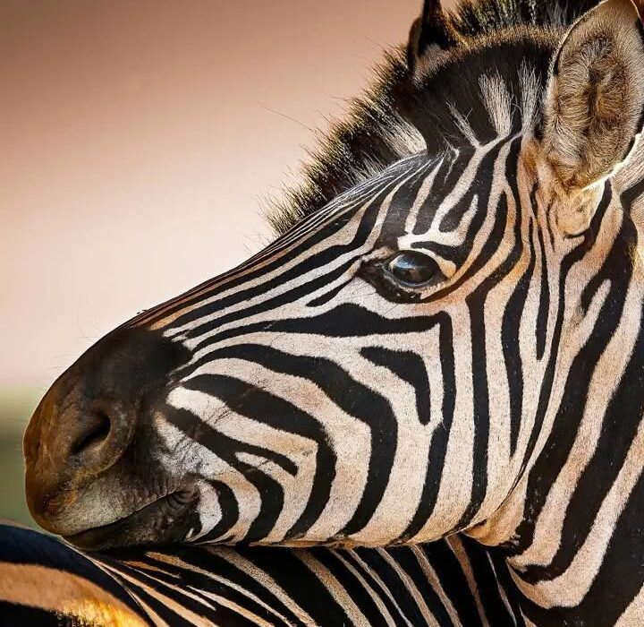 BUCKET LIST ….. On Safari in South Africa - Image 3