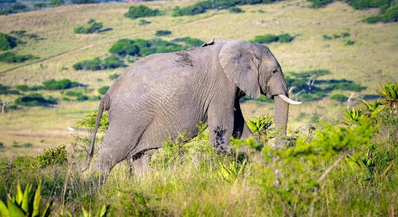 On Safari South Africa – Babanango & The Zululand (2028 Dates) - Image 2