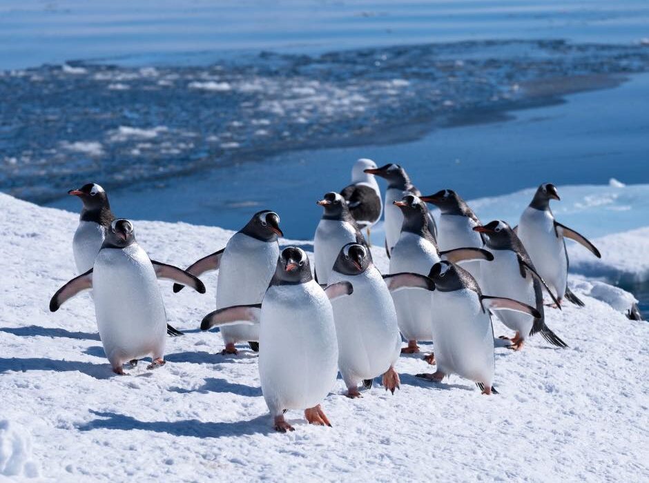 The Great White Continent WIth Seabourn - Image 5