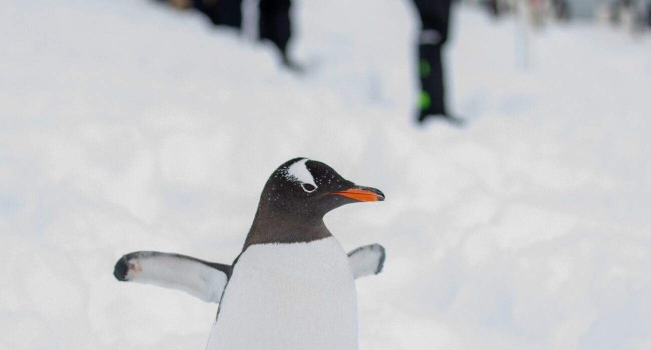 The Great White Continent WIth Seabourn - Image 3