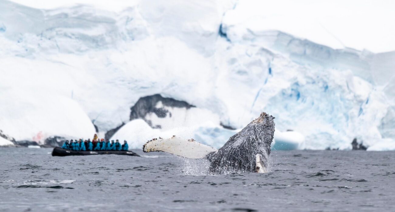 The Great White Continent WIth Seabourn - Image 7