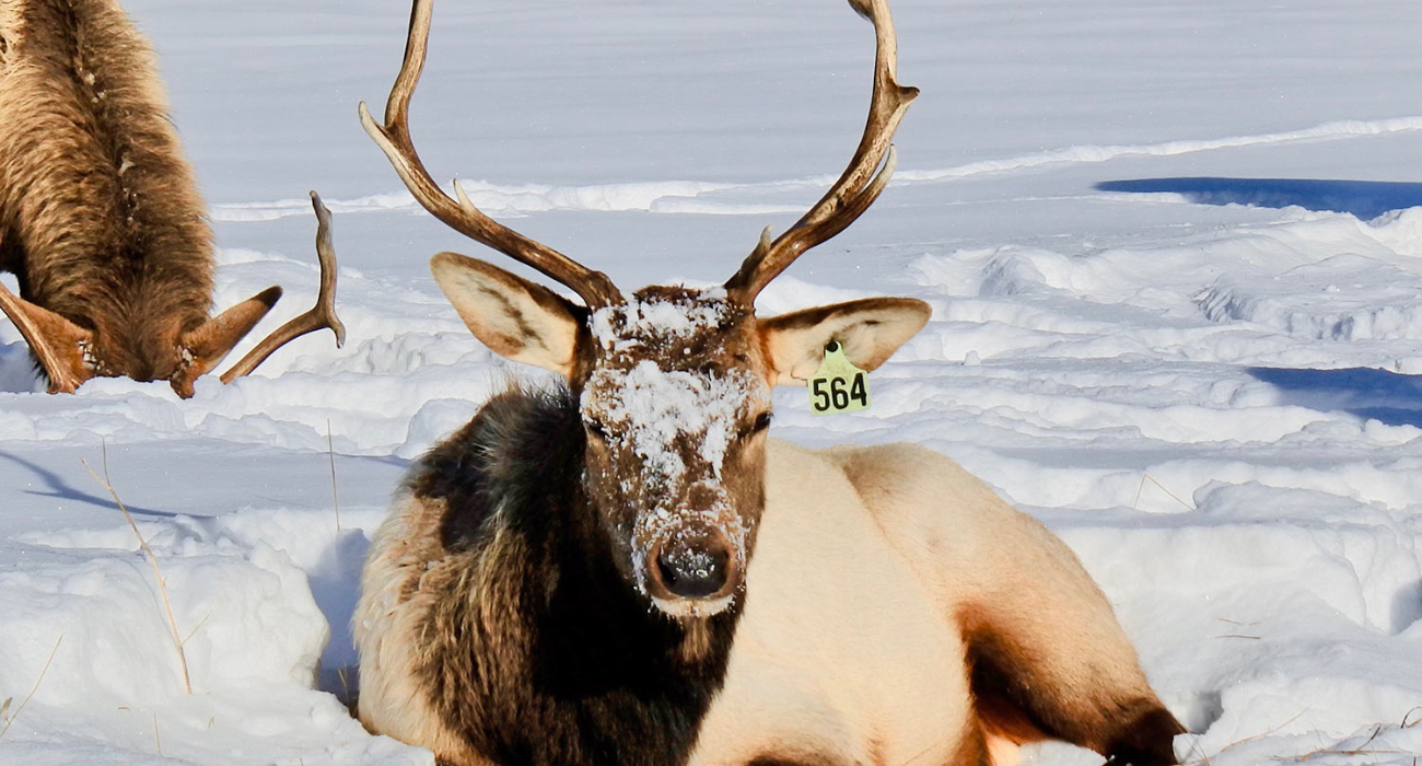 Stay in Lake Louise… Ski in Banff, Lake Louise + Sunshine Village - Image 3
