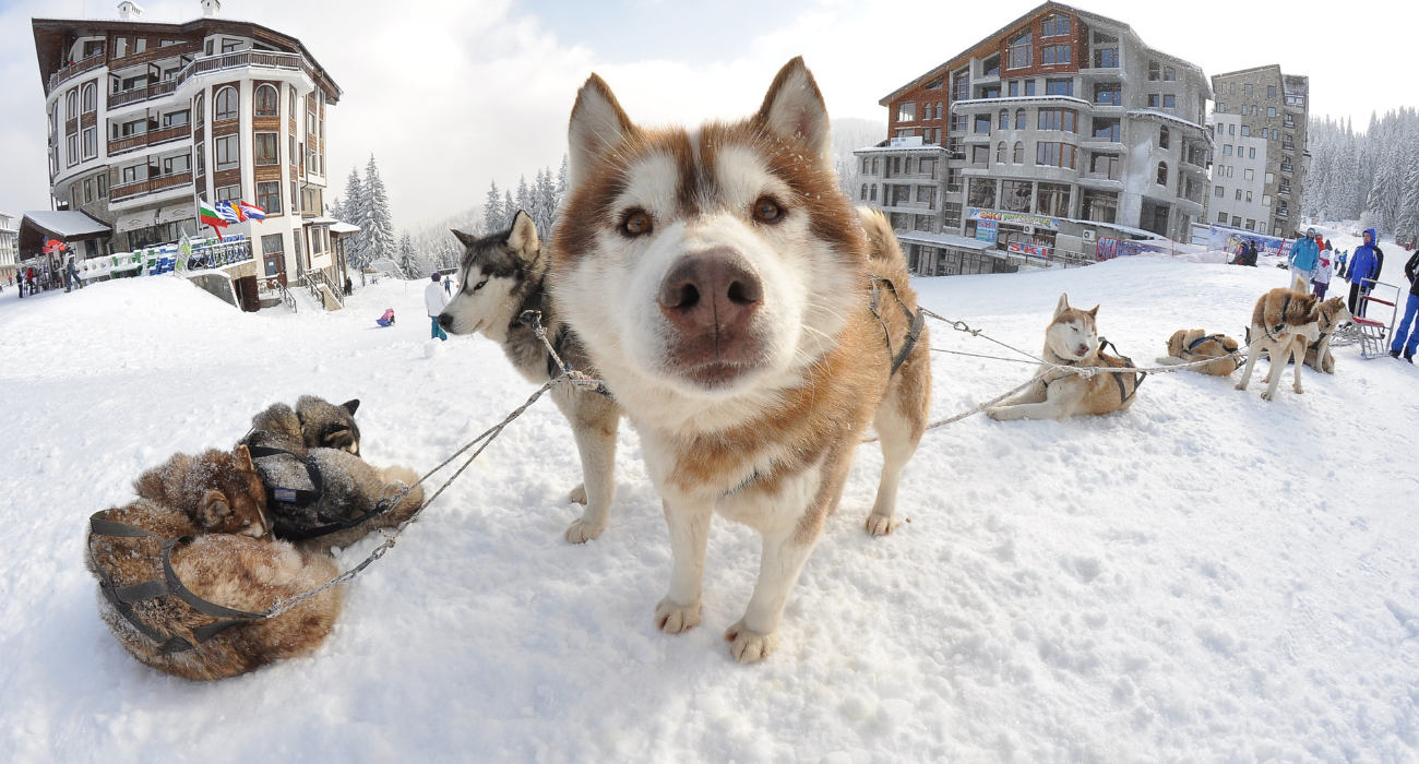 4* BULGARIA SKI – PAMPOROVO - Image 3