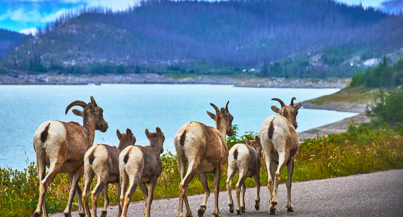 BANFF, EMERALD LAKE, JASPER, LAKE LOUISE & CALGARY - Image 5