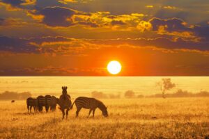 BUCKET LIST: An African Adventure of a Lifetime