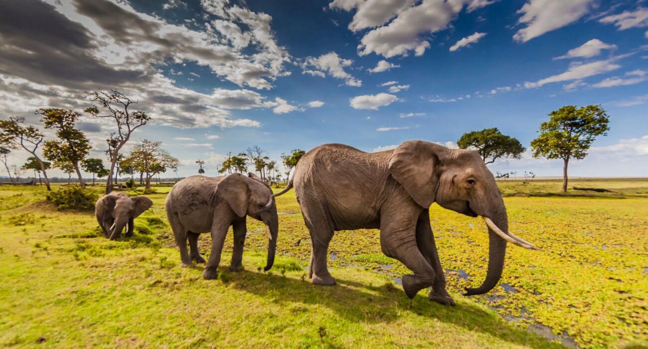 BUCKET LIST: An African Adventure of a Lifetime - Image 3