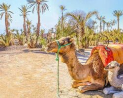 LOW PRICE ALERT Marrakech Morocco Winter Break