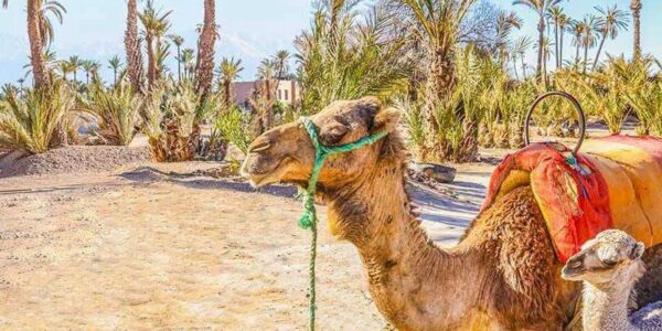 LOW PRICE ALERT Marrakech Morocco Winter Break