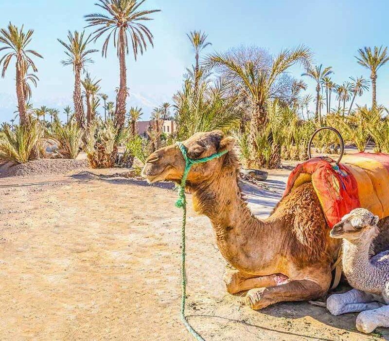 LOW PRICE ALERT Marrakech Morocco Winter Break - Image 1