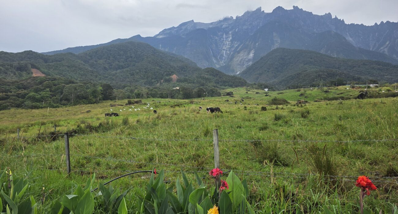 Borneo Orangutan and Rainforest Adventure - Image 2
