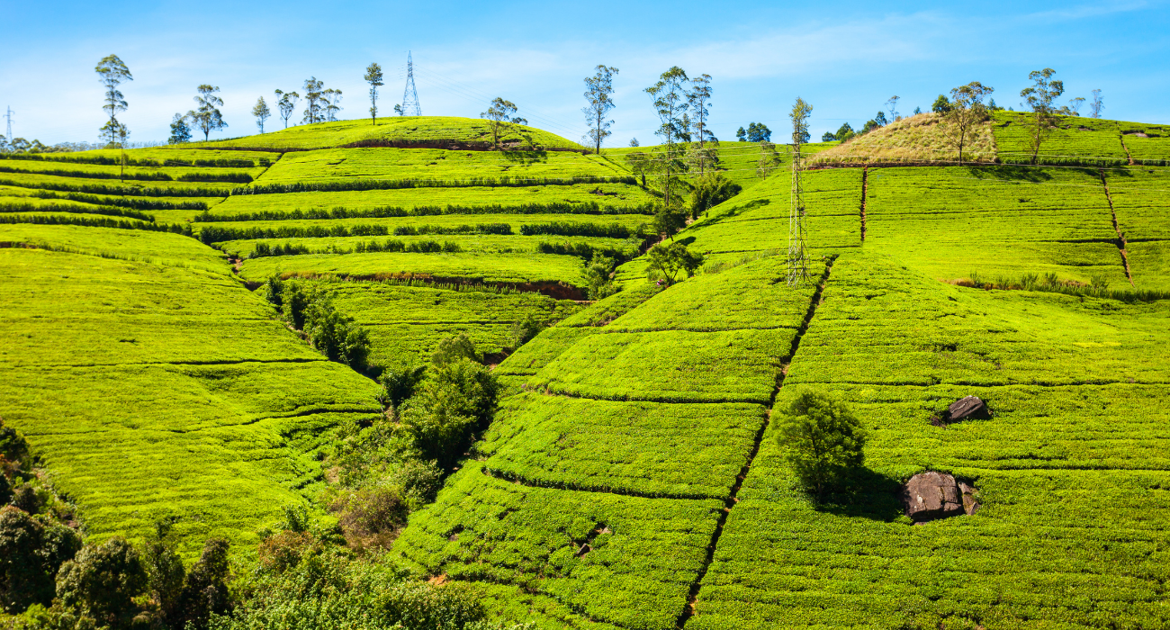 SRI LANKA ESCORTED TOUR NINJA SPECIAL - Image 6