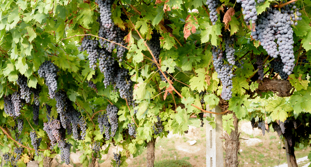 Lake Garda, Verona + Valpolicella Wine + Food tour - Image 3