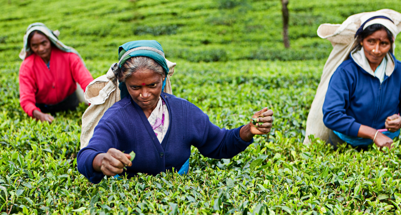 SRI LANKA ESCORTED TOUR NINJA SPECIAL - Image 7