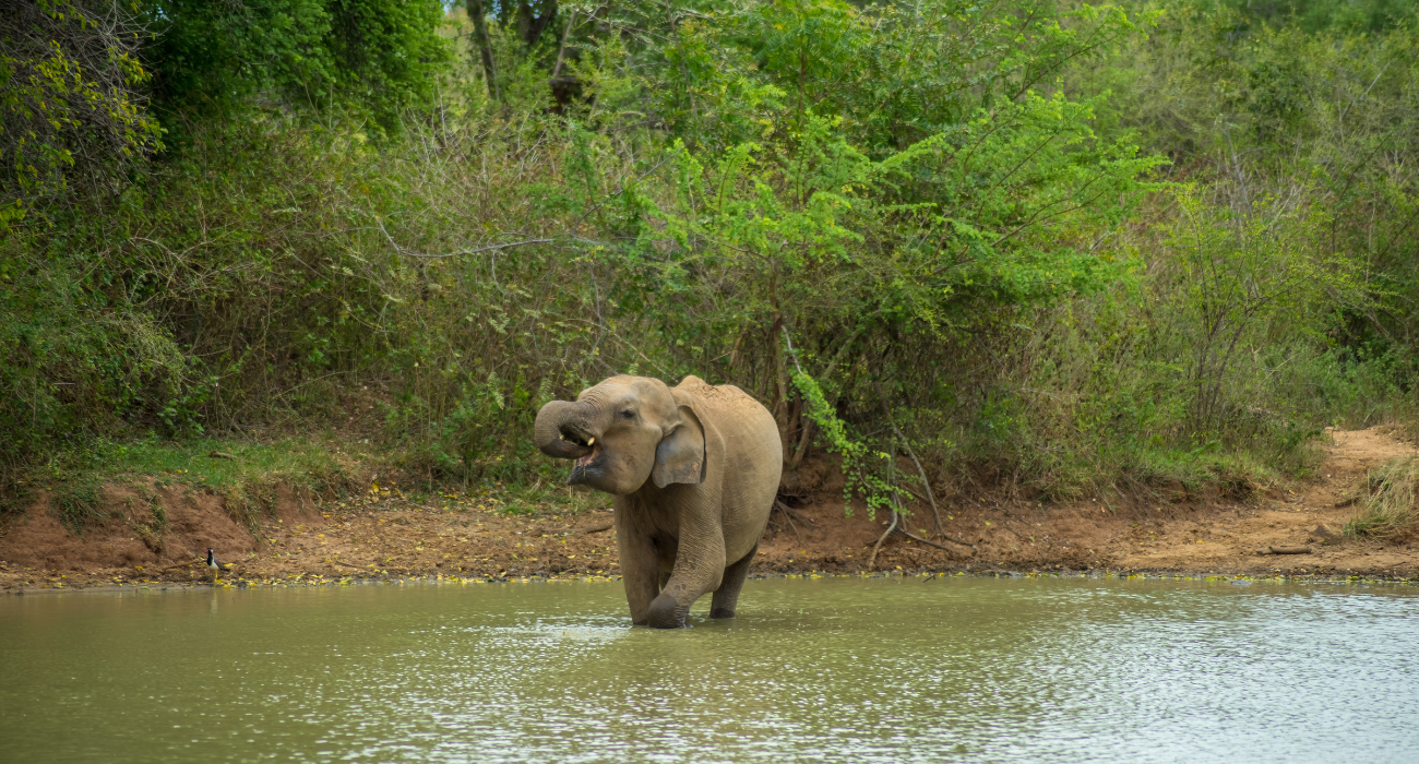 SRI LANKA ESCORTED TOUR NINJA SPECIAL - Image 8