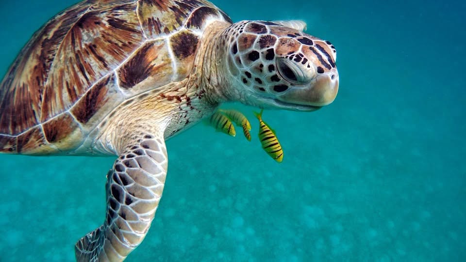 Dream of Paradise – Abu Dhabi and Maldives Combo - Image 3