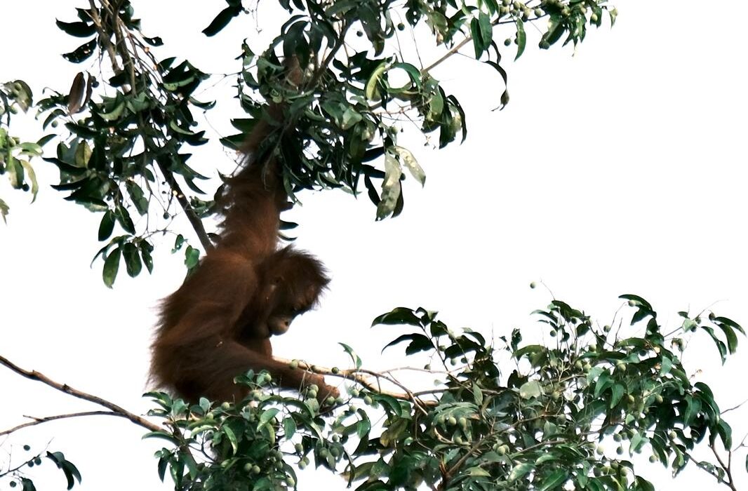 Borneo Orangutan and Rainforest Adventure - Image 3