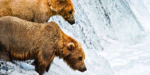 EXCLUSIVE ALASKA SAILING WITH VIRGIN VOYAGES