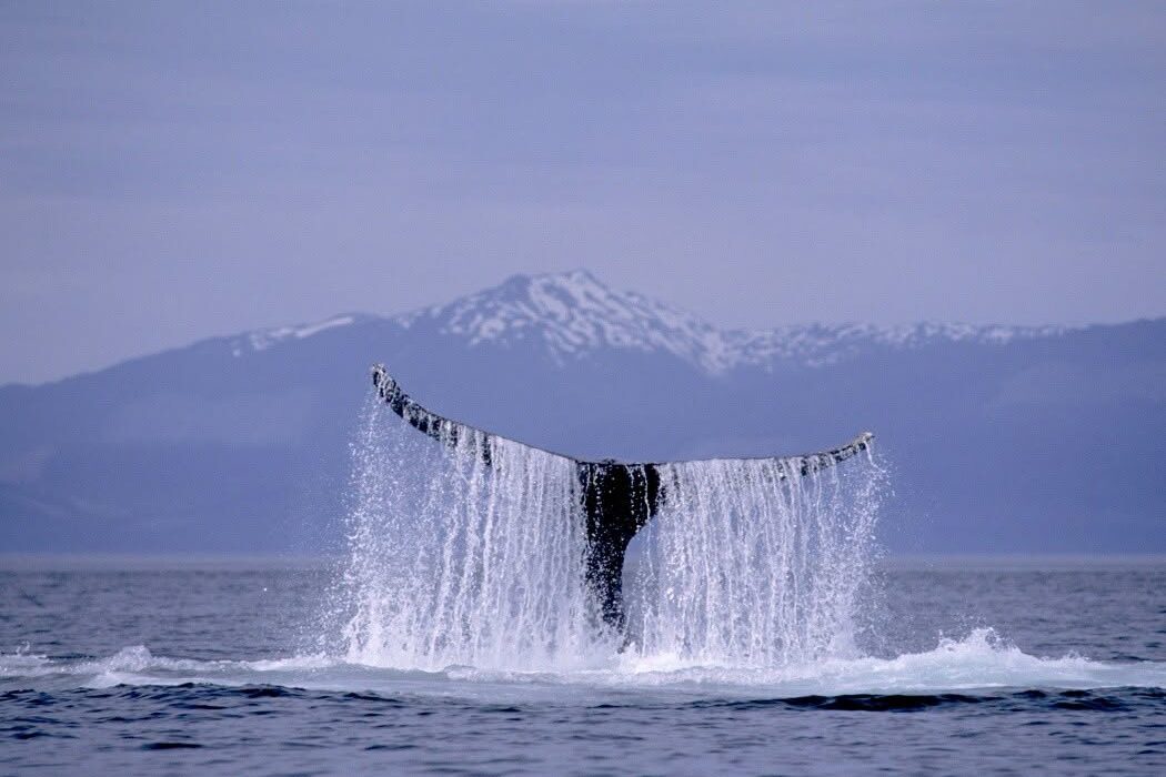 BUCKET LIST Royal Caribbean Alaska Cruise Offer - Image 2