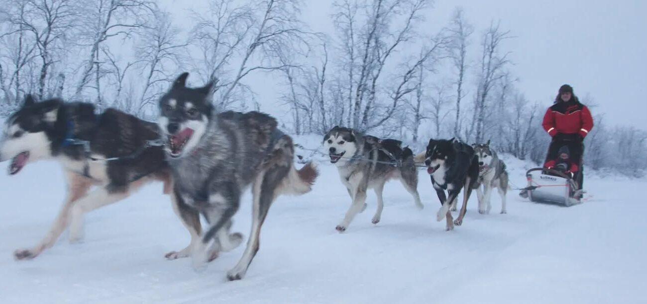 Day Trip Family Special to Lapland 2027 - Image 2